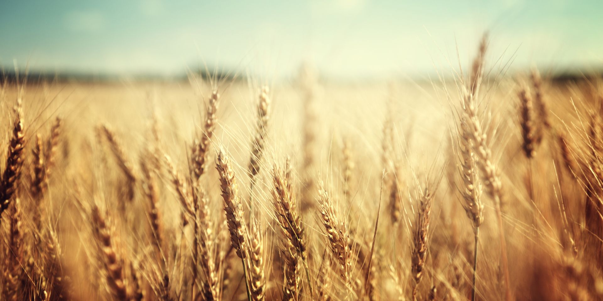 Einkorn Einkorn